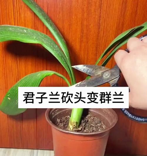 君子兰群兰快速种植的方法是什么？