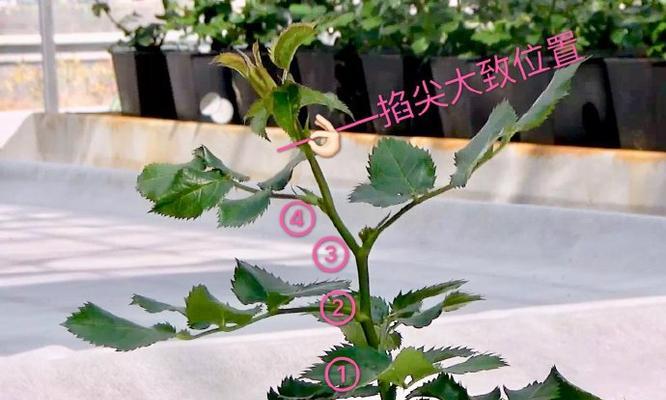 蓝色幻想玫瑰花的养护要点是什么？如何确保其健康生长？