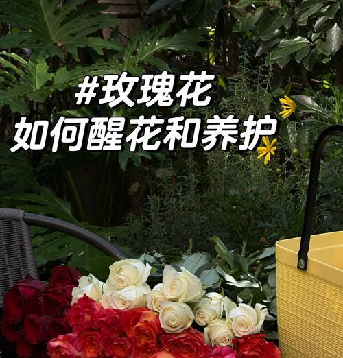 蓝色幻想玫瑰花的养护要点是什么？如何确保其健康生长？