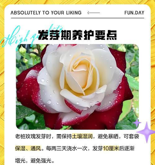 蓝色幻想玫瑰花的养护要点是什么？如何确保其健康生长？