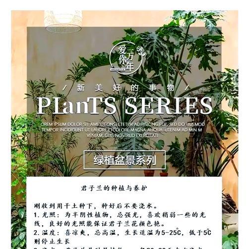 君子兰绣球通用土种植方法是什么？