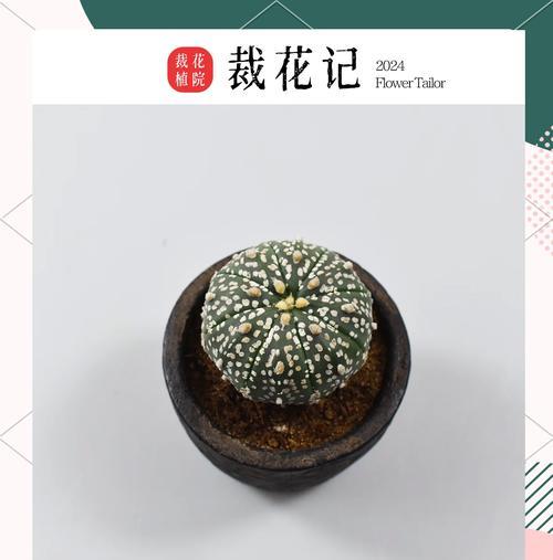 彩色柱子仙人球的养护要点有哪些？