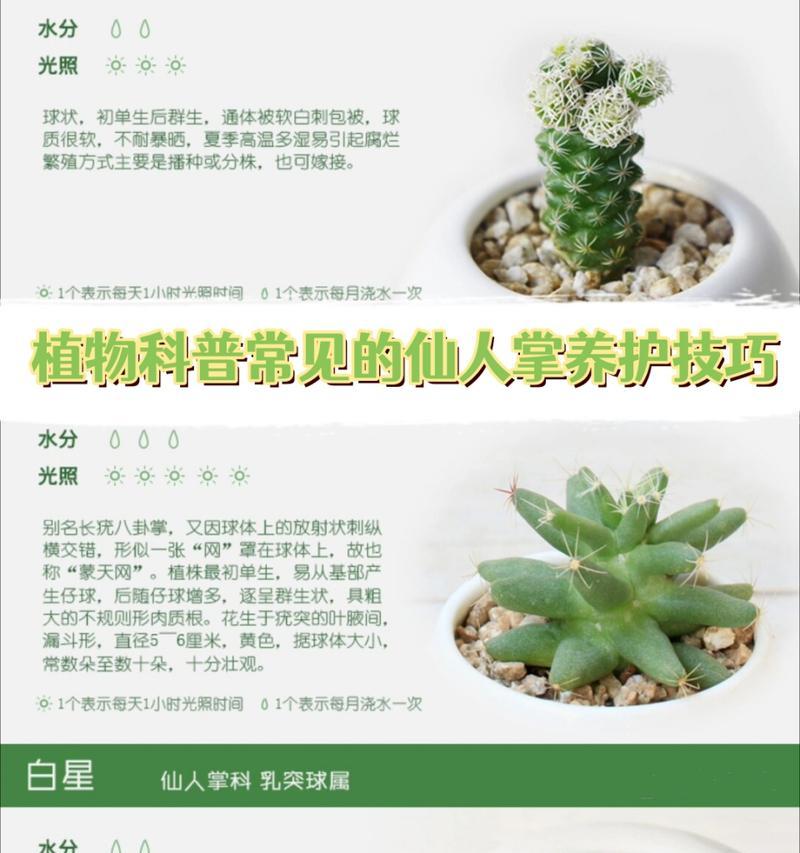 仙人掌盆栽怎么制成？自制仙人掌盆栽的步骤有哪些？