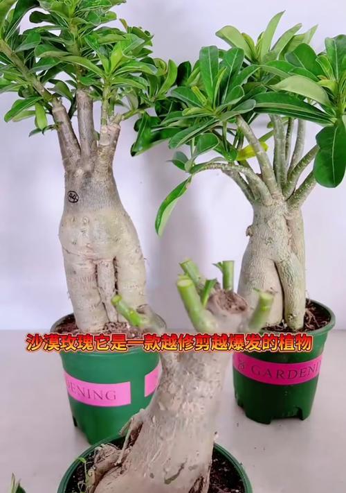 如何简单修剪玫瑰花使其更加美观？