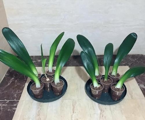 君子兰有哪些不推荐的品种？选择时应注意什么？