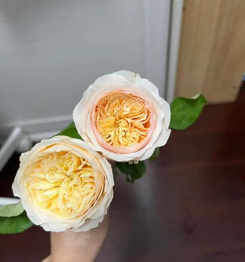 玫瑰花凯特琳的养殖方法有哪些？如何照料？