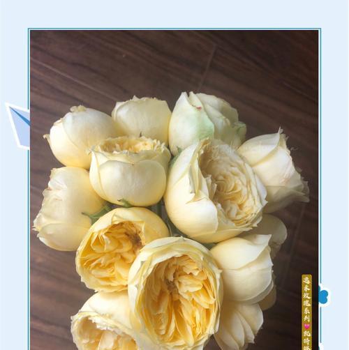 玫瑰花凯特琳的养殖方法有哪些？如何照料？