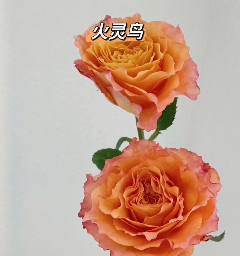 玫瑰花凯特琳的养殖方法有哪些？如何照料？