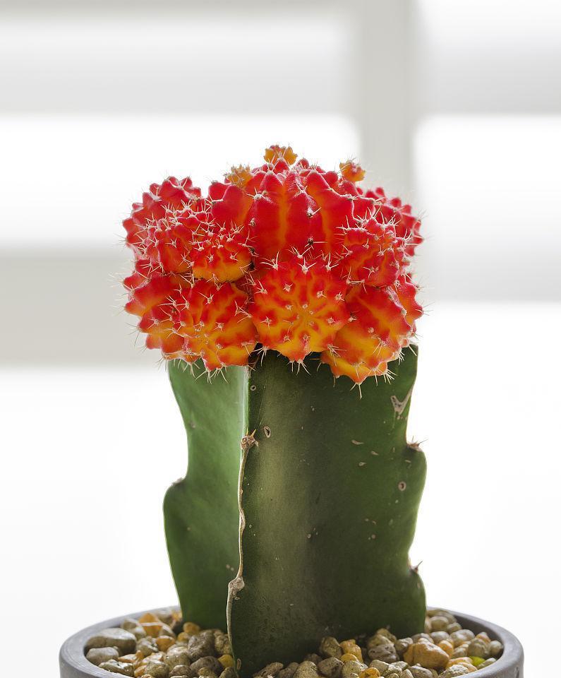 仙人掌花盆里长出辣椒怎么处理？是否需要移除？