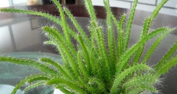 仙人掌花盆里长出辣椒怎么处理？是否需要移除？