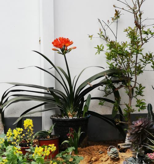 有绿花的君子兰如何养护才能开花？