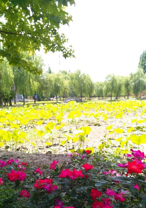 河塘里的玫瑰花应该如何养护才能存活？