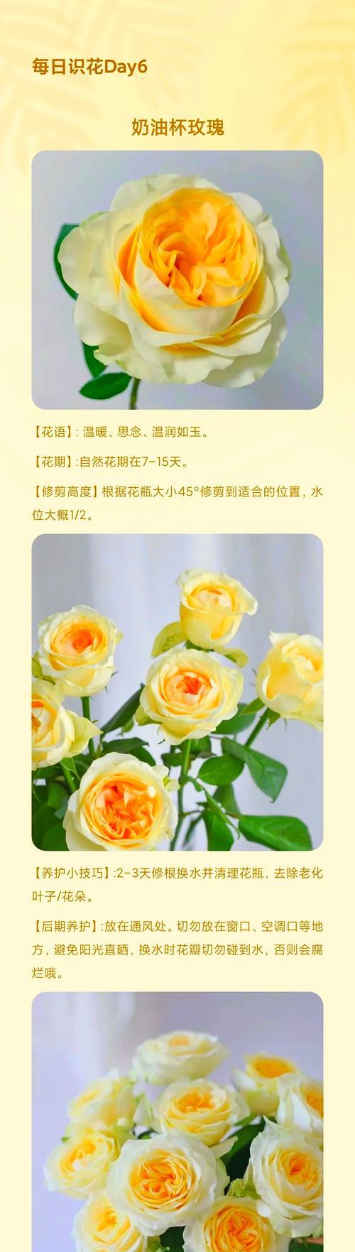 河塘里的玫瑰花应该如何养护才能存活？