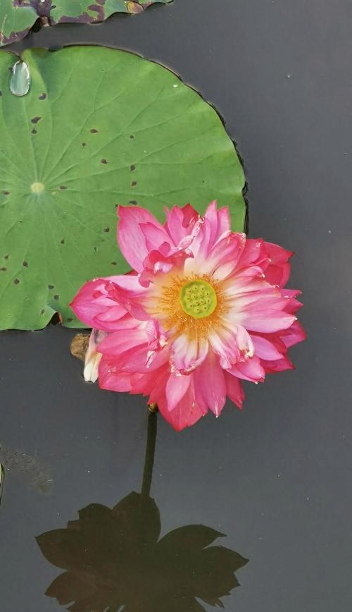 河塘里的玫瑰花应该如何养护才能存活？