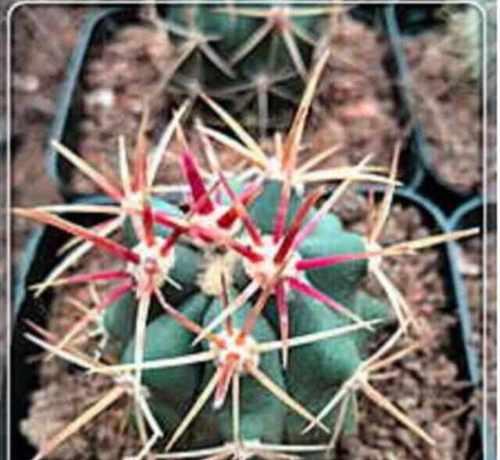 瑞昌玉锦仙人球的种植方法是什么？
