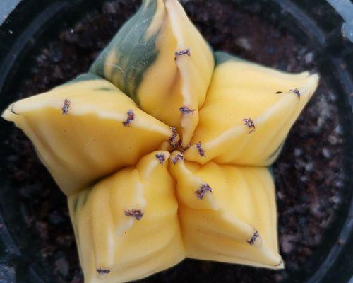 瑞昌玉锦仙人球的种植方法是什么？