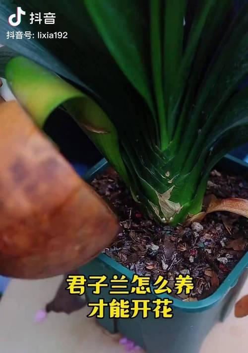 君子兰不开挺开花怎么办？有哪些解决方法？
