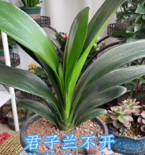 君子兰不开挺开花怎么办？有哪些解决方法？