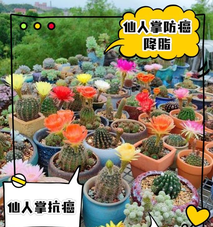 如何种植仙人掌使其叶子茂盛？种植仙人掌的技巧有哪些？
