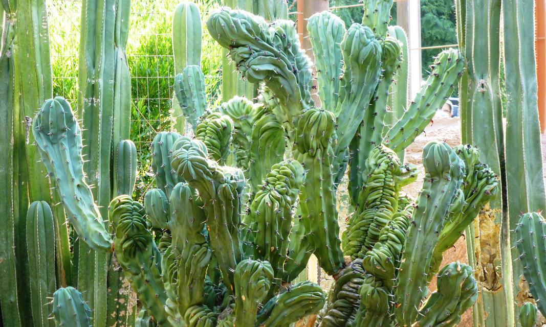 如何种植仙人掌使其叶子茂盛？种植仙人掌的技巧有哪些？