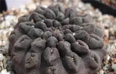 仙人球有哪些其他品种？