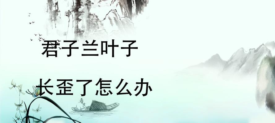 君子兰叶子长偏了该如何调整？