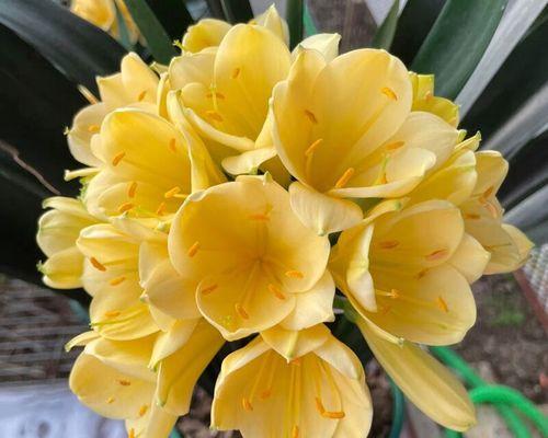 君子兰绿佛手花的养护和浇水方法是什么？