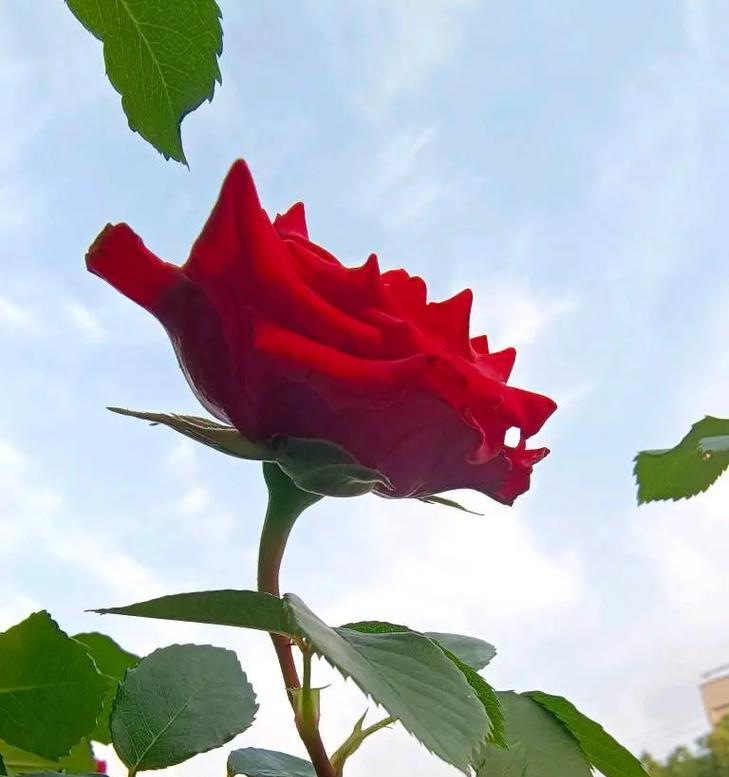 春季浇灌玫瑰花的最佳方法是什么？