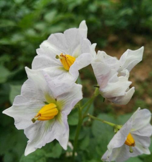 土豆和仙人掌的种植技巧是什么？