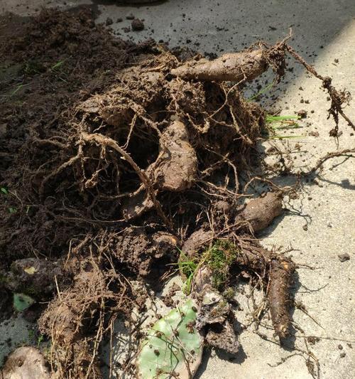 土豆和仙人掌的种植技巧是什么？