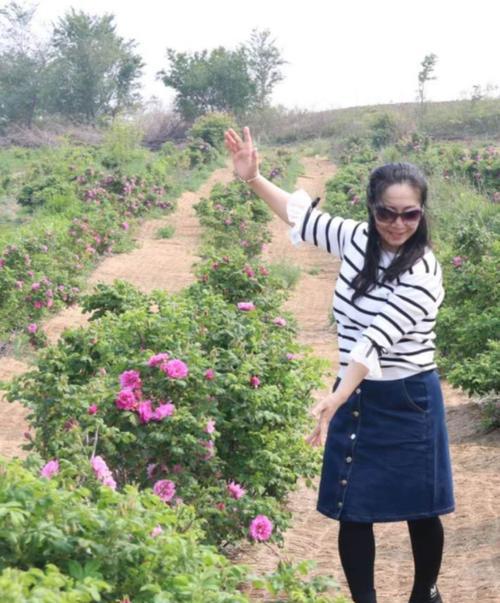 安然剪辑玫瑰花修剪方法是什么？如何保持美观？