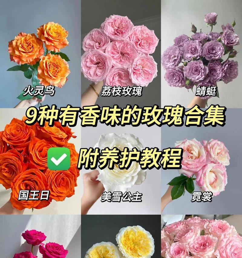 玫瑰花插花的技巧和注意事项是什么？