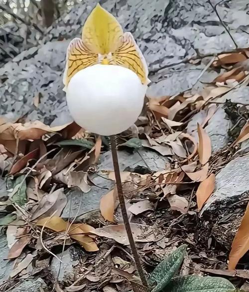 仙人球一层层叶子的生长现象说明了什么？