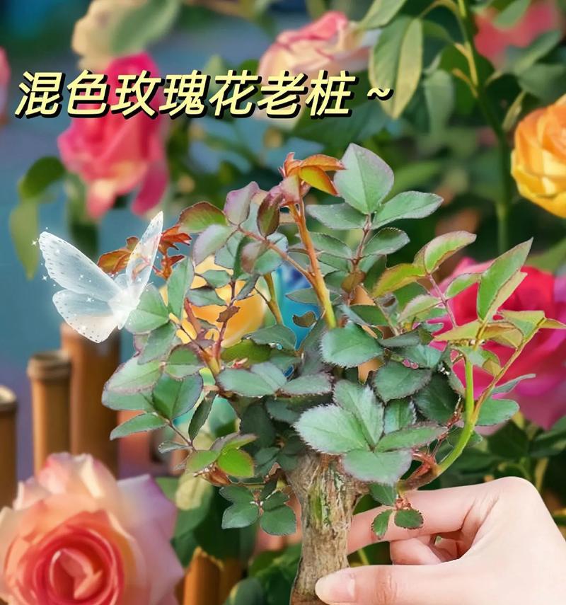 玫瑰花的最佳浇水时间是什么时候？如何判断其需水量？