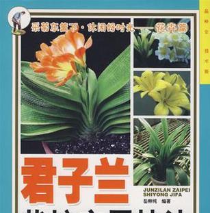 君子兰新购买后的种植方法是什么？