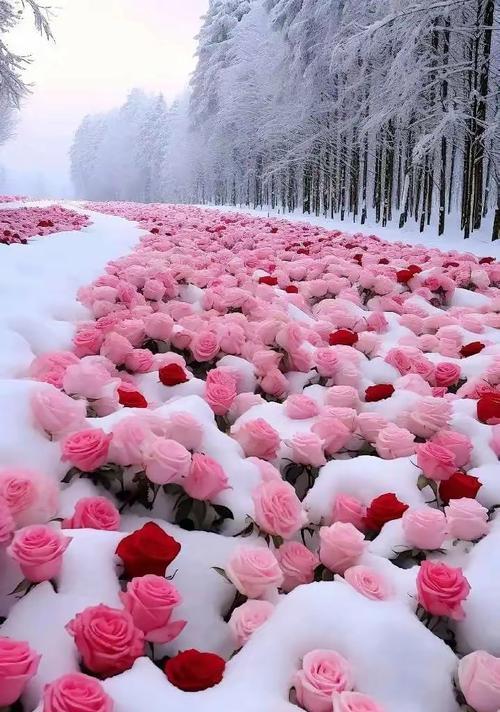 雪地玫瑰花的养护方法是什么？