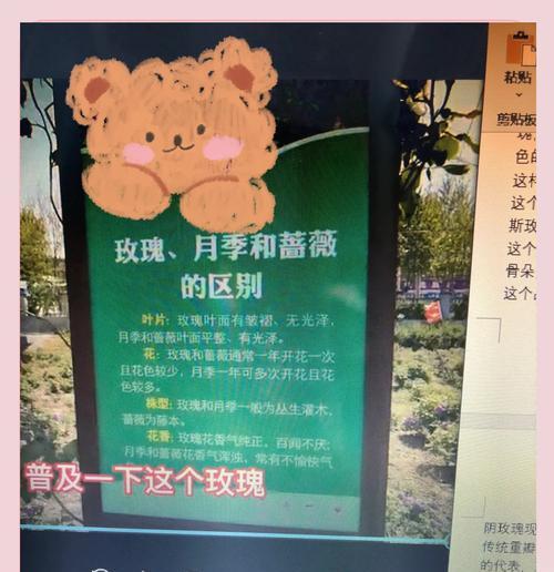 蔷薇玫瑰与月季玫瑰的区别在哪里？如何区分它们？