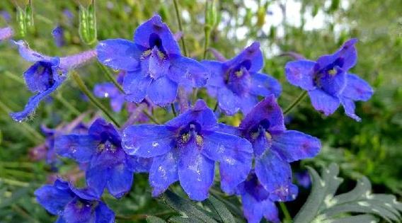 翠雀花与牡丹花有何不同？它们的特征是什么？