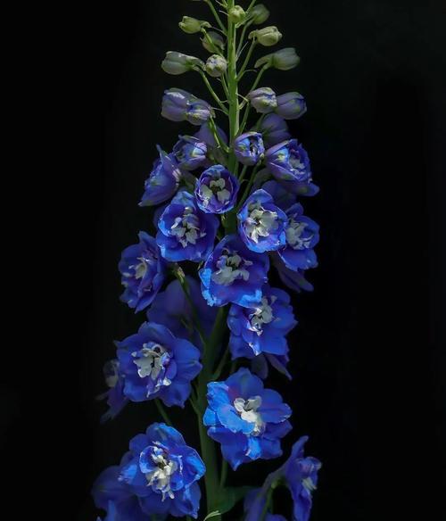 翠雀花与牡丹花有何不同？它们的特征是什么？
