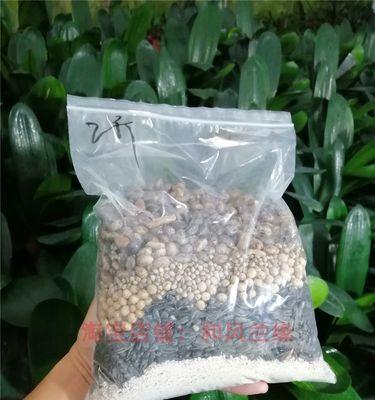君子兰使用黄豆施肥及浇水的最佳方法是什么？