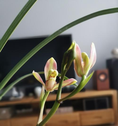仙人掌土拨鼠如何养护才能开花？开花前的管理要点是什么？