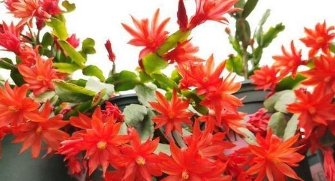 仙人掌土拨鼠如何养护才能开花？开花前的管理要点是什么？