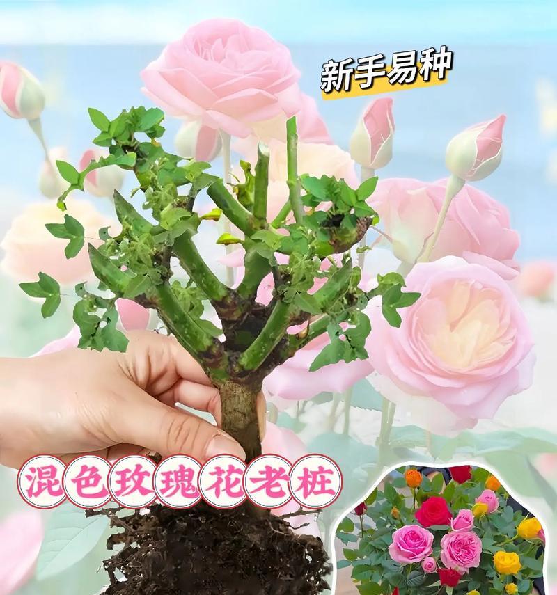 绿色玫瑰花如何栽种？栽种过程中应注意什么？
