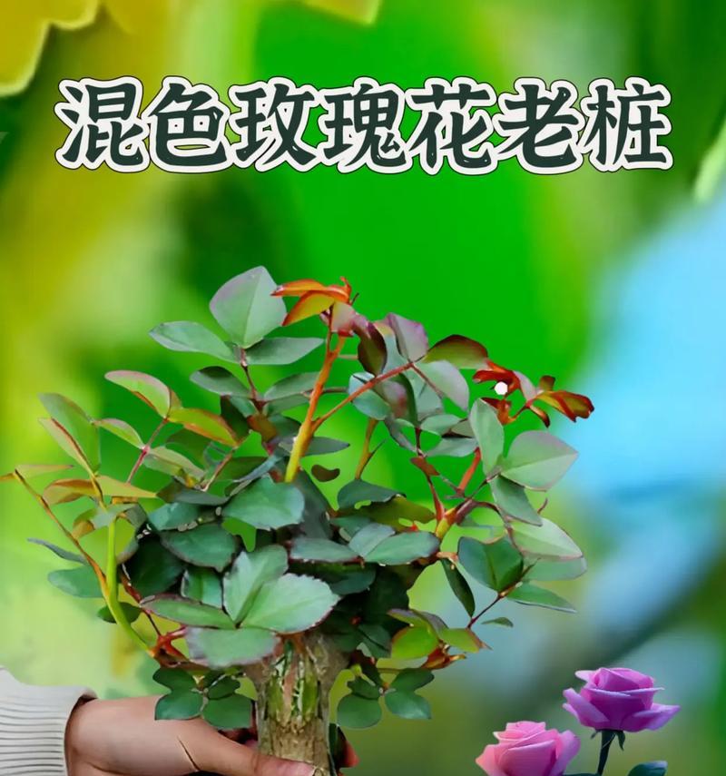 绿色玫瑰花如何栽种？栽种过程中应注意什么？