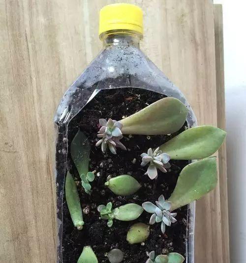 水瓶种植仙人球的步骤和技巧是什么？