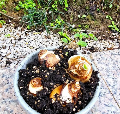 水瓶种植仙人球的步骤和技巧是什么？