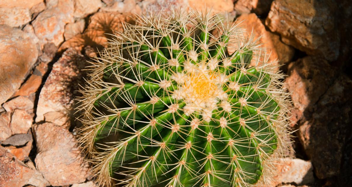 仙人球需用什么土种植才能活？选择土壤时有哪些要点？