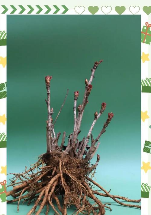 牡丹花顶部发芽的处理方法是什么？