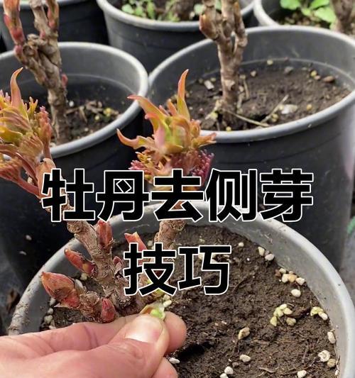 牡丹花顶部发芽的处理方法是什么？