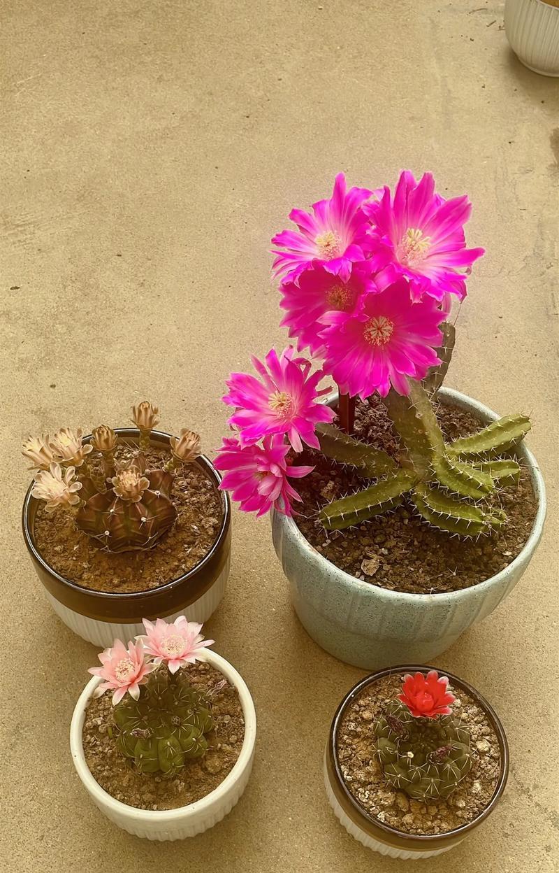 仙人球开花花期长短的影响因素是什么？
